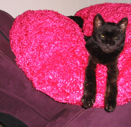 [Blackie+looking+mellow+in+his+bed.jpg]