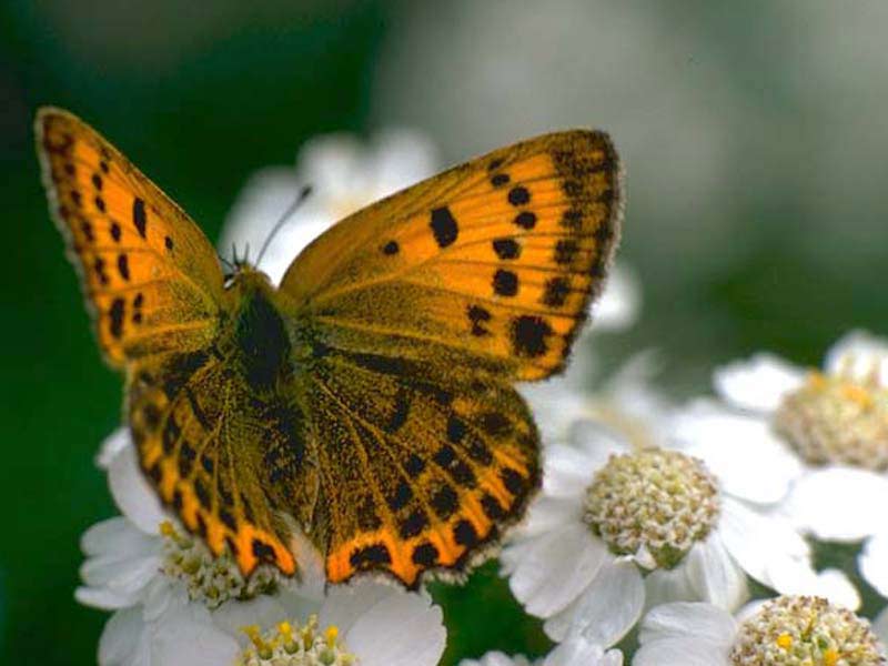 [brown-butterfly-white-flowers.jpg]