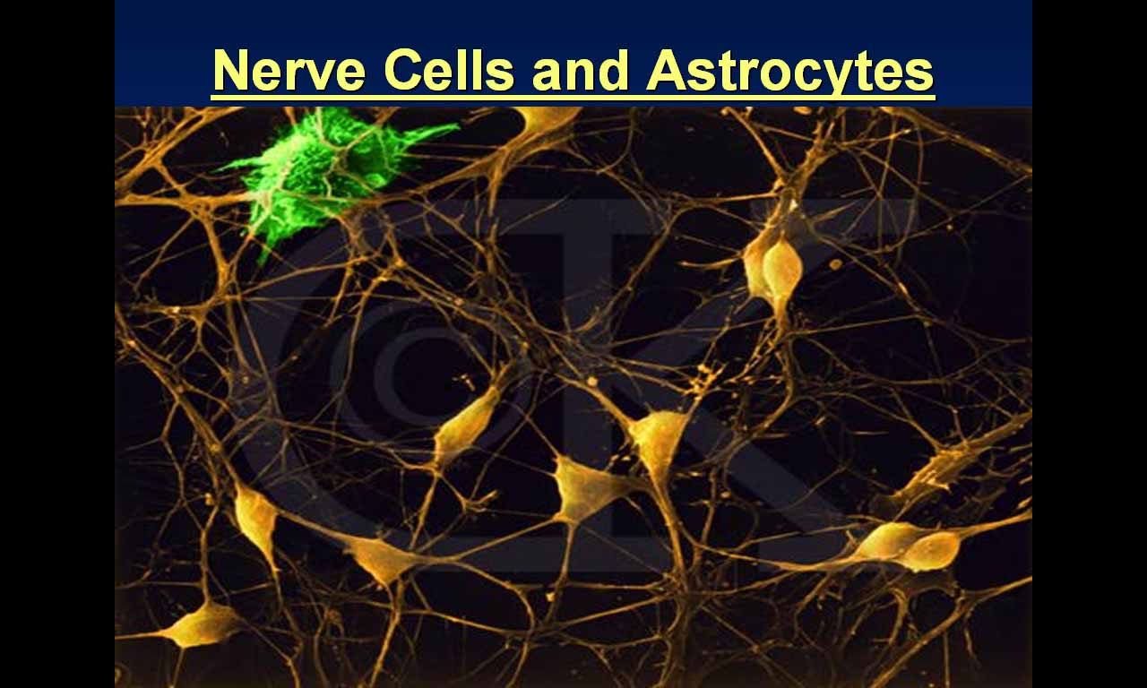[4.Neuro+Cells.jpg]