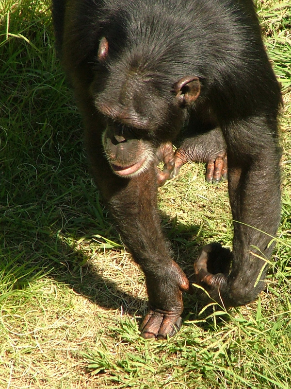 [Chimpanzee.jpg]