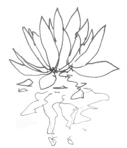 [flor-lotus.jpg]