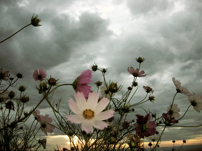 [sky_flowers_by_rprates.jpg]