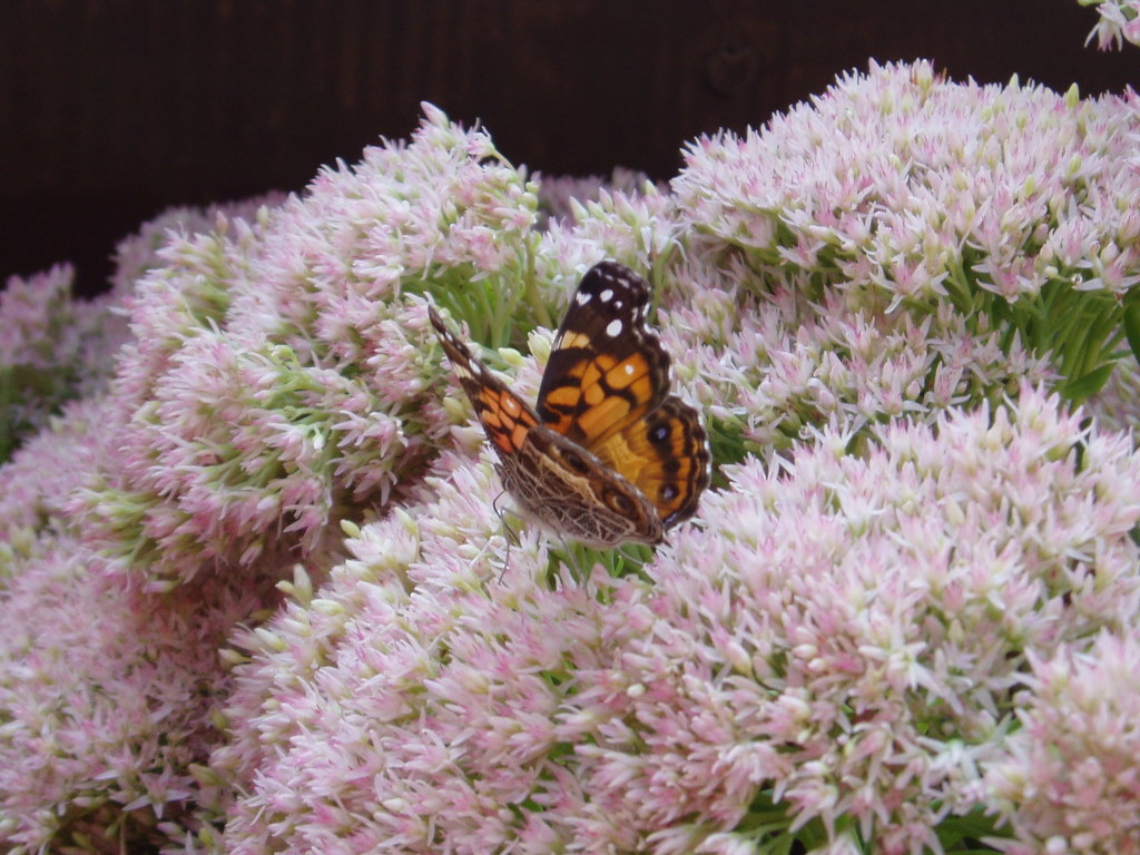 [monarch+butterfly.JPG]