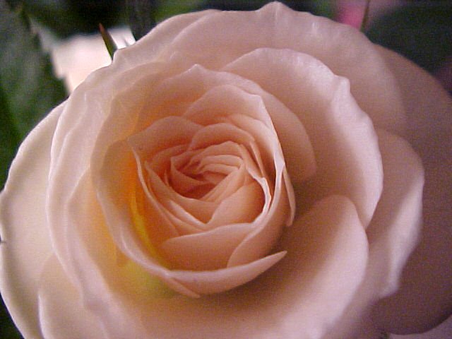 [Lovely+Rose.JPG]