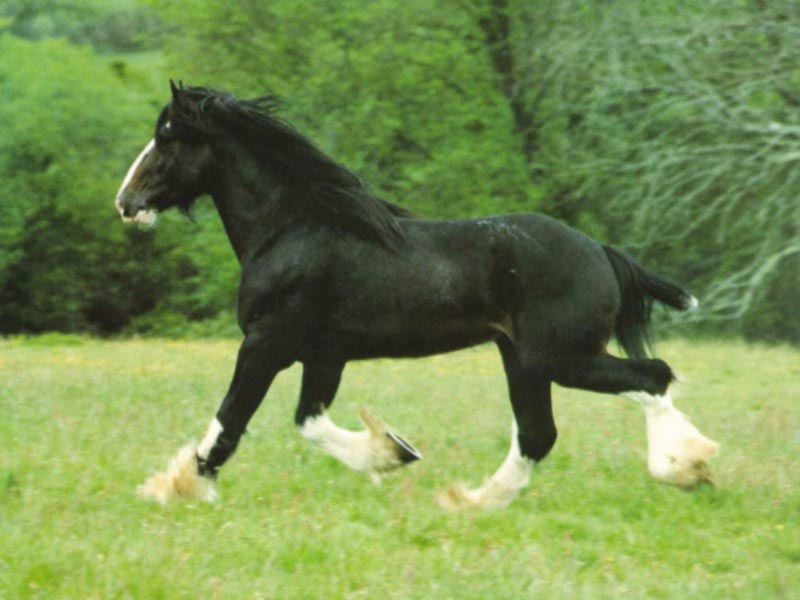 [black-horse.jpg]