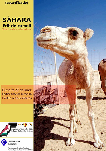 [Frit+de+camell.jpg]