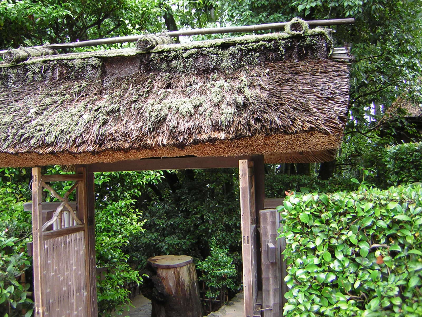 [Thatched+roof.JPG]
