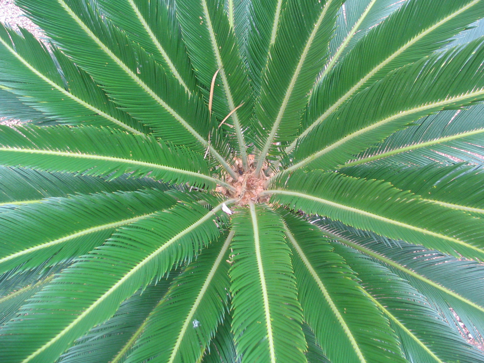 [Palm+Tree.JPG]