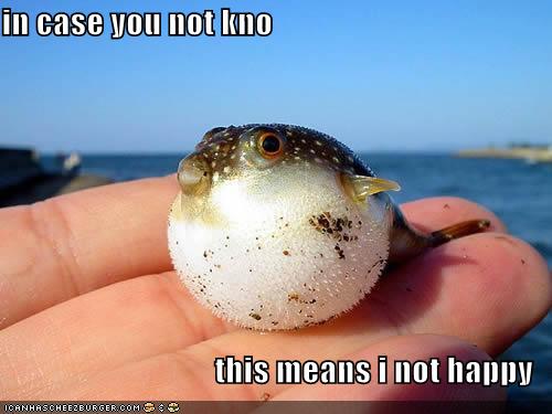 [funny-pictures-unhappy-puffer-fish.jpg]