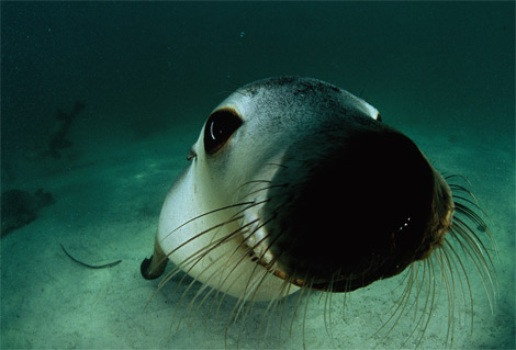 [sea-lion-australia-703813-ga.jpg]