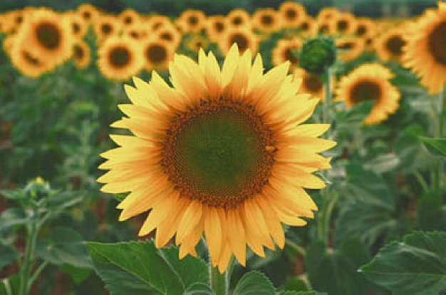 [sunflower+6+1.jpg]