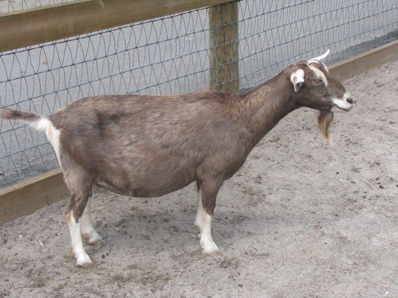 [Goat2.jpg]