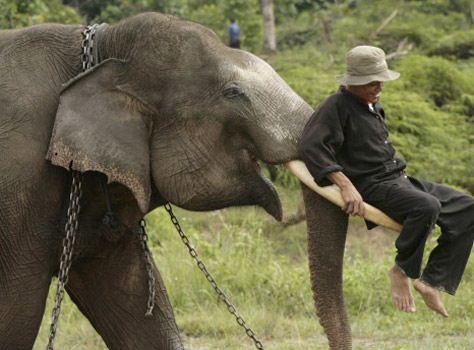 [Elephant-Sumatra-protection.jpg]