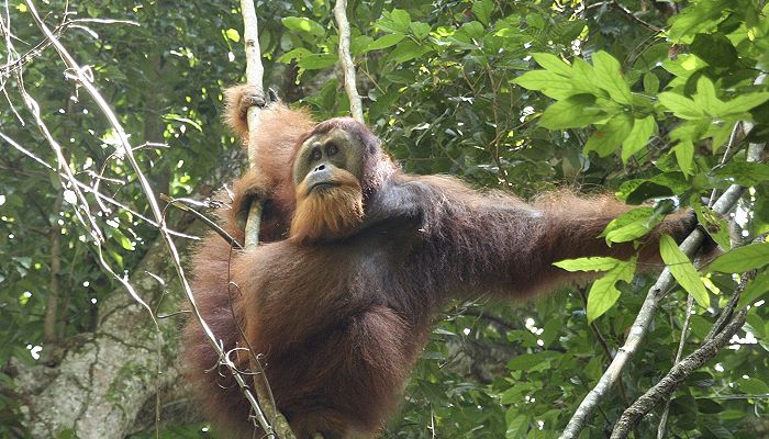 [orangutanes-indonesia-2008062911011609hg2.jpg]