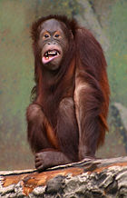 [Orangutan-2.jpg]