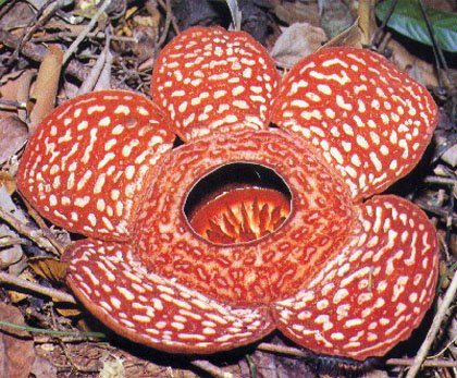 [Rafflesia-Flower-1.jpg]