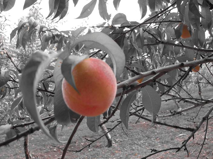 [Harvest+peach.JPG]