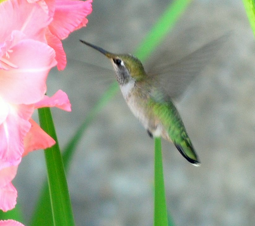 [bird+at+pink+flower.jpg]