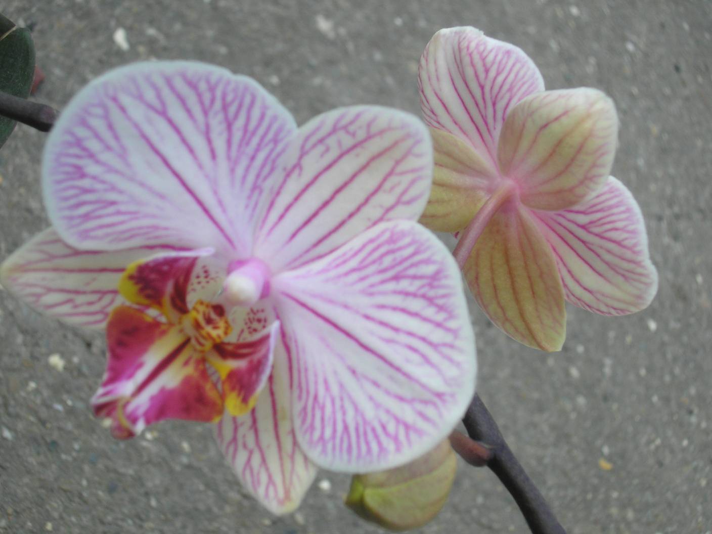 [Orchid.JPG]