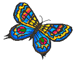 [butterfly.gif]