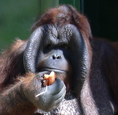 [Orangutan.jpg]