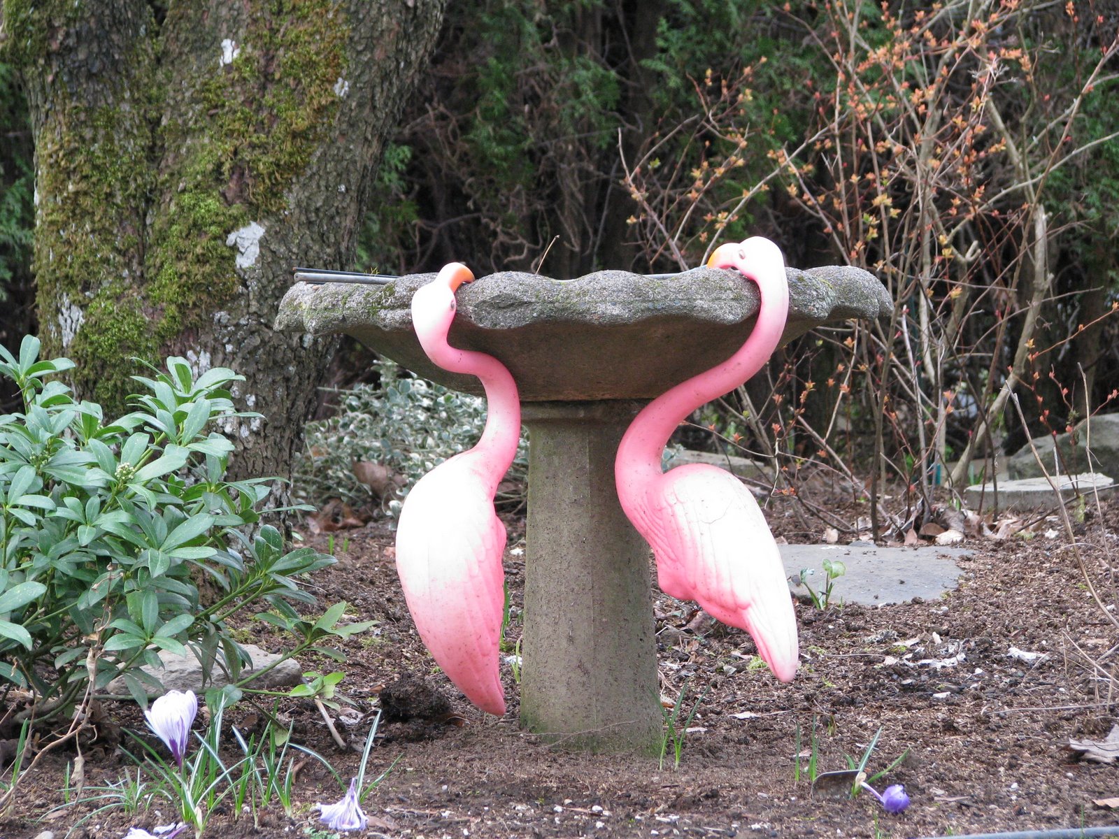 [flamingos.JPG]