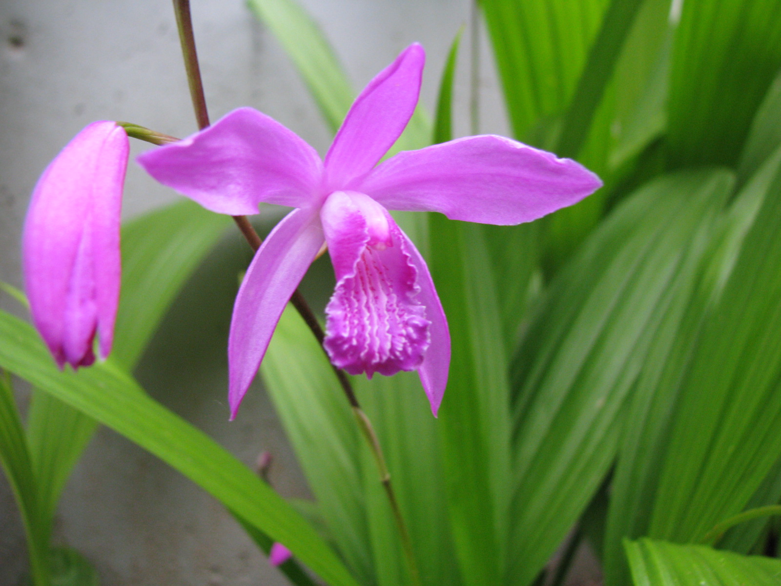 [Orchid1.JPG]