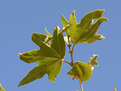 [oak+leaves.jpg]
