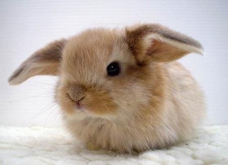 [Cute+bunny4.bmp]