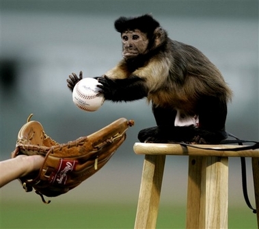 [baseball+monkey.jpg]