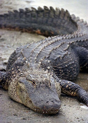 [Florida_Alligator.jpg]