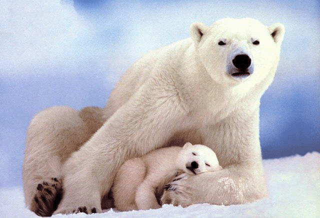 [Polar_bears-Mom_n_SleepingBaby+copy.gif]