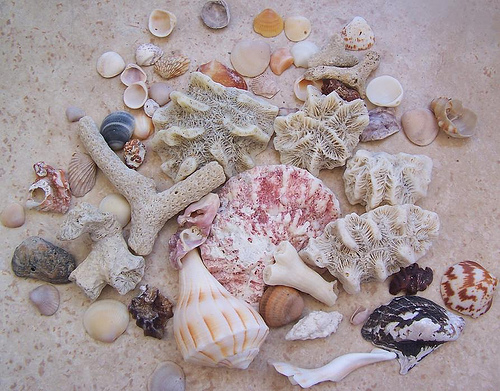 [shells+by+the+sea+shore.jpg]