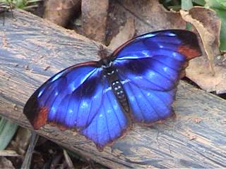 [borboleta+azul.jpg]
