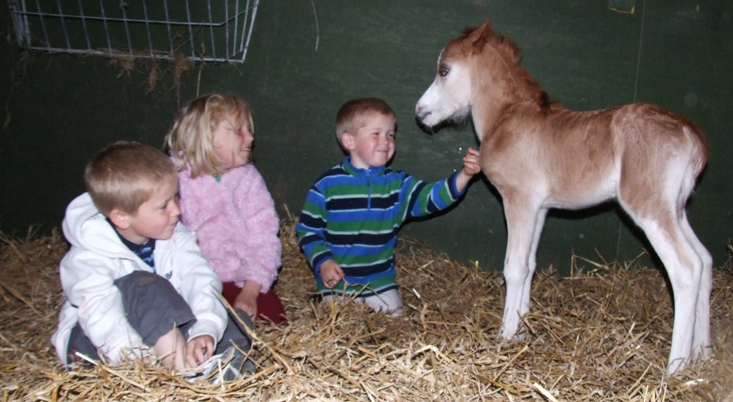 [foal+with+admirers.jpg]