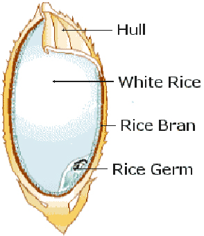 [Rice+cross+section.jpg]
