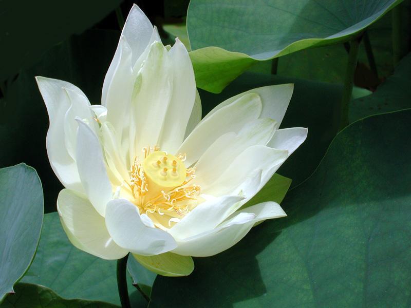[_lotus+white.jpg]