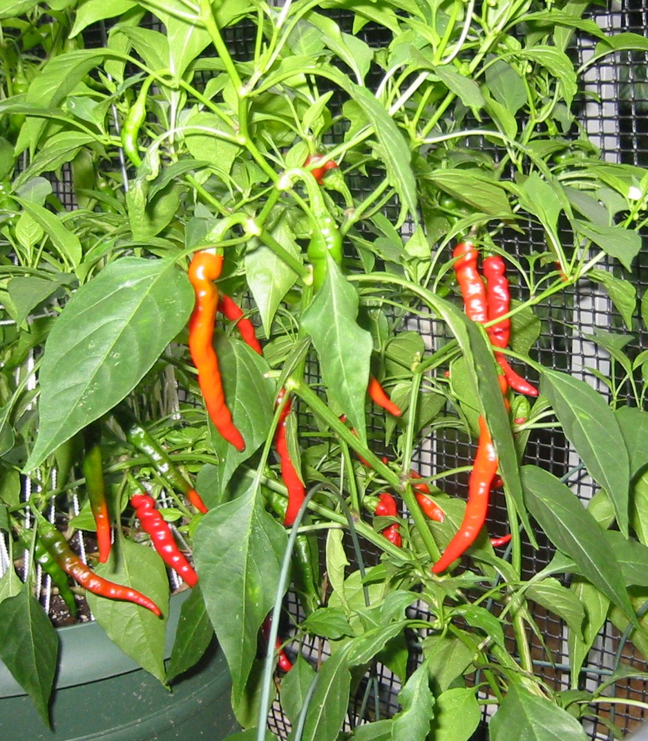 [2007+peppers.JPG]