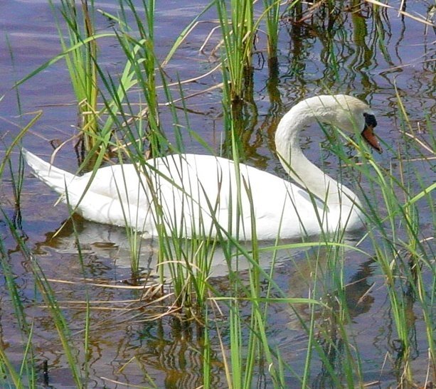 [Our+White+Swan.JPG]