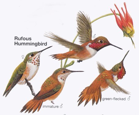[arrival-Hummingbird-Rufous.jpg]
