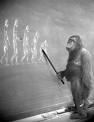 [Darwinism+ape+teaching.jpg]
