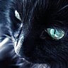 AILUROFOBIA Gato+negro
