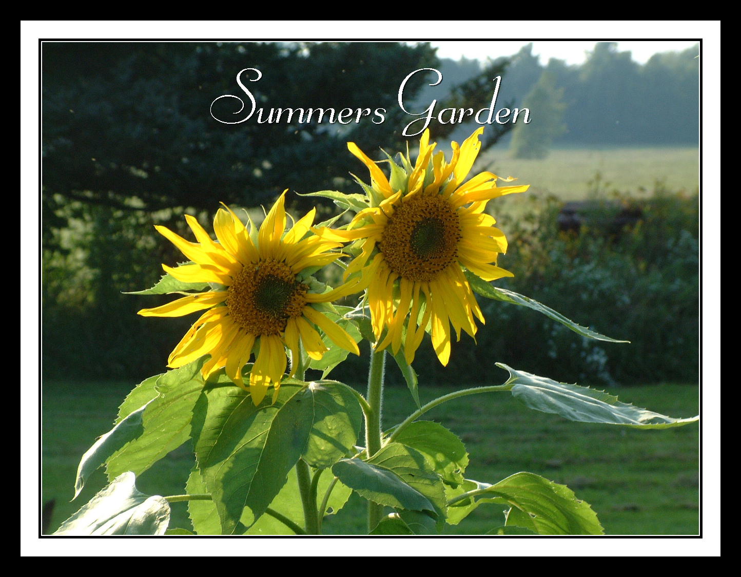 [Summers+Garden.jpg]