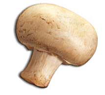 [mushroom_generic.jpg]