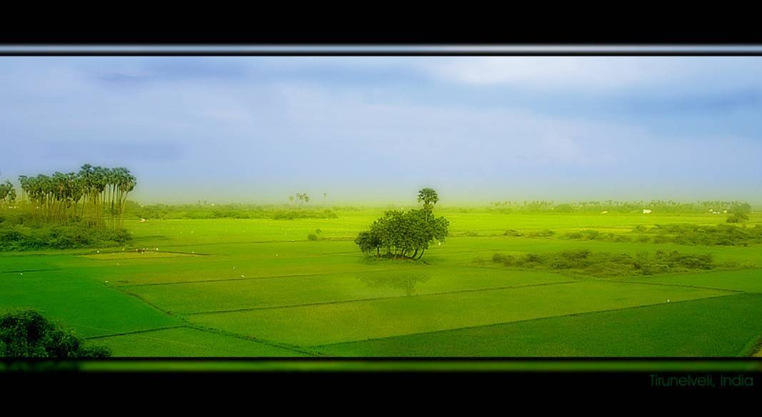 [Fields+in+Madurai.jpg]