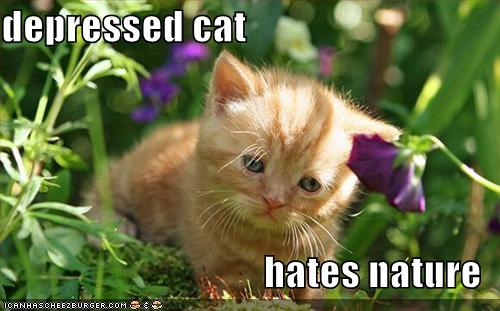 [depressed+cat.jpg]