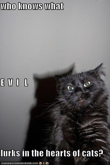 [evil+cat.jpg]