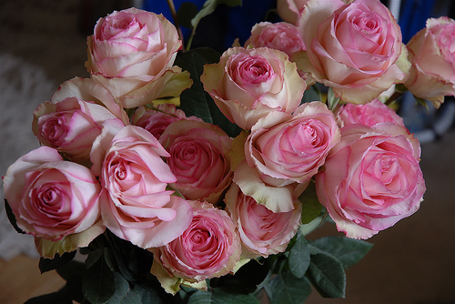 [PINK+roses.jpg]