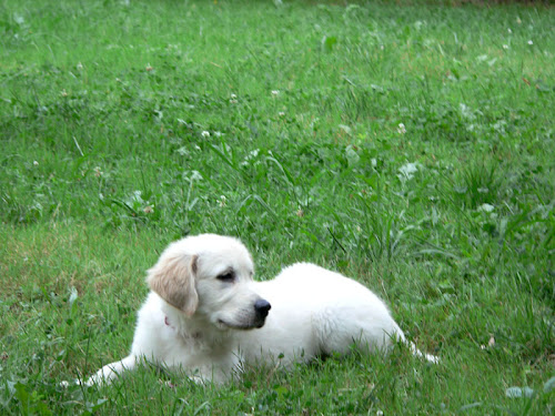 golden retriever 2 mounths puppy cachorro
