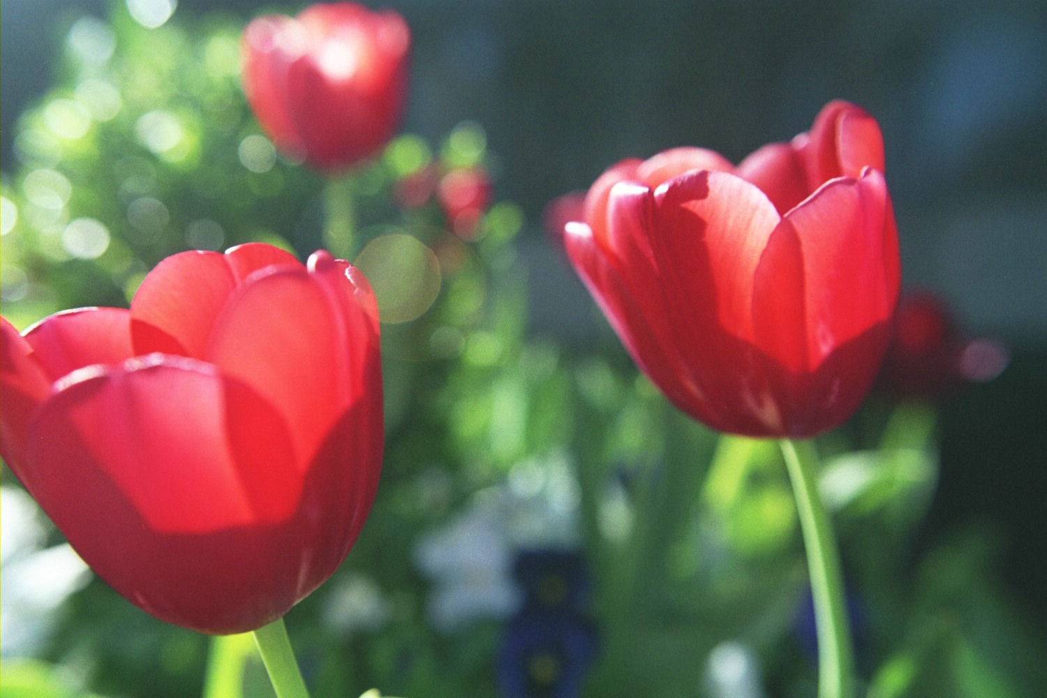[Tulips.jpg]